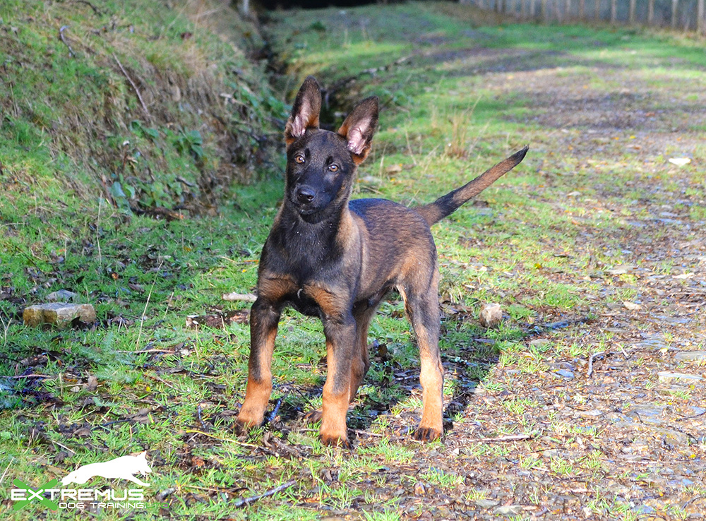 dutch shepherd dog for sale